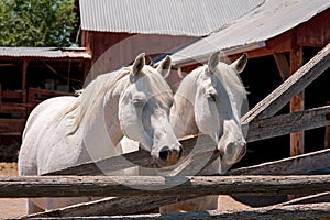 Two White Arabian Horses in a Pen