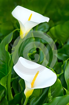 Two white arum lily flowers