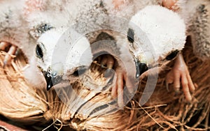 Two white baby bird, young falcon waiting food from mother, soft