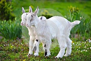 Two white baby goats standing on green lawn