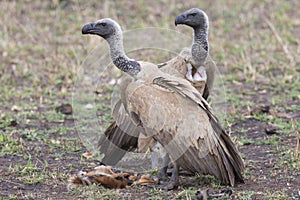 Two white-backed vultures over remains of prey