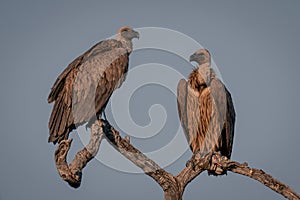 Two white-backed vultures in sunshine on tree