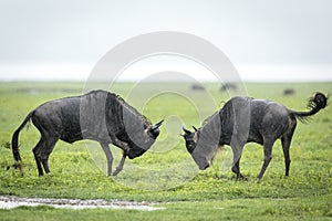 Two white bearded wildebeest fighting in green plains of Ngorongoro Crater in Tanzania