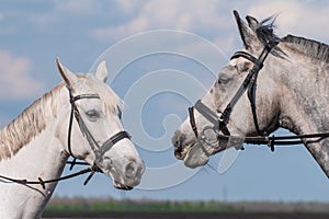 Two white beautiful horse heads at blue sky background