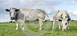 Two white beef cows, meat cattle looking and grazing side by side in a field