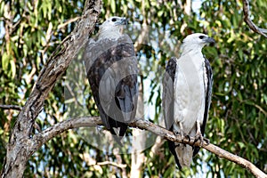 Two White-bellied Sea-Eagles, Yellow Water, Kakadu National Park, Northern Territory, Australia