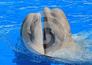 Two white beluga whales in a pool