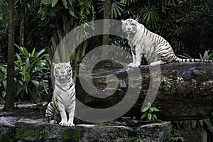 Two white Bengal tigers in a jungle