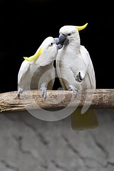 Two white birds kissing on branch