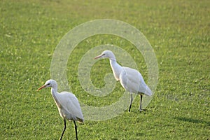 Two white birds pairs walking on the green grass bed