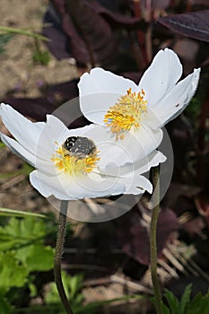 Two white blossoming flowers of Snowdrop Anemone plant, latin name Anemone Sylvestris, with some bug, possibly of Cetonia genus