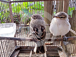 Two white bowed bird or pycnonotidae with white, brown and gray feathers on a cage