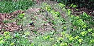 Two White-breasted Waterhens