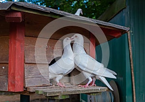 Two white doves greet each other with a kiss photo