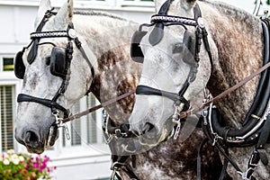 Two White Brown Spotted Horses Pulling Wagon