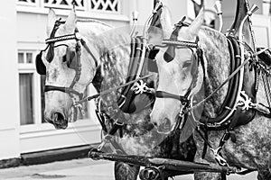 Two White Brown Spotted Horses Pulling Wagon