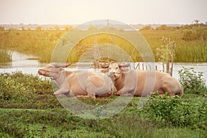 Two white buffalo Taro buffalo sleep on the grass.