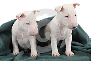 Two white bull terrier puppies