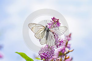 Two white butterflies mate on a lilac flower