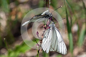 Two white butterflies on one flower