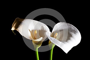 Two white Calla lilies.