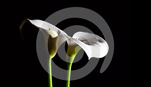 Two white Calla lilies.
