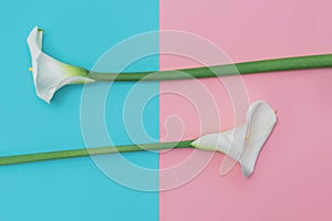 Two white calla lilly flowers on blue and pink background