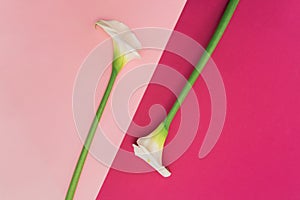 Two white calla lilly flowers on pink background.