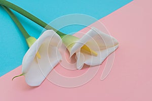 Two white calla lilly flowers on pink and blue background. Top view.