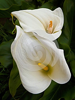 Two white cally lillies