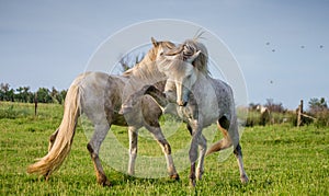 Two white Camargue stallion playing with each other in the field. Parc Regional de Camargue. France. Provence.