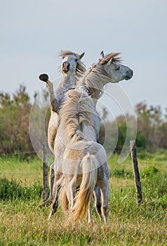 Two white Camargue stallion playing with each other in the field. Parc Regional de Camargue. France. Provence.