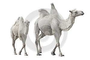 Two white camel isolated