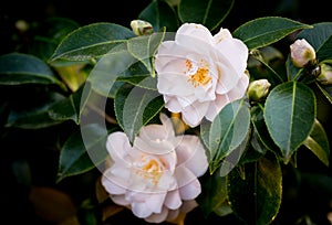 Two white camellia japonica flowers on a green bush, closeup