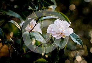 Two white camellia japonica flowers on a green bush, closeup