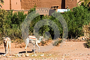 Two white camels in Ait-Ben-Haddou, Morocco