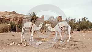 Two white camels in front of the Ksar Kasbah Ait Benhaddou in Morocco. Popular touristic travel destination of Morocco.