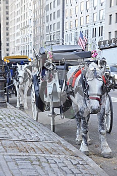 New York City Carriage Horses