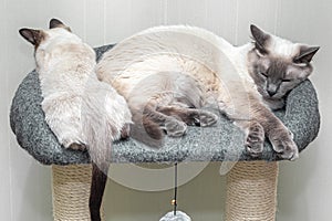 Two white cats lie in cramped beds on the bed.