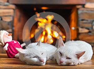 Two white cats sleeping comfortably in front of the fireplace photo