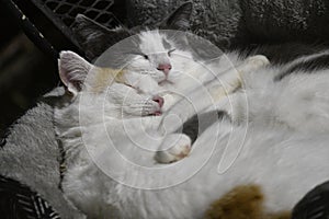 two white cats are sleeping together in their basket on the couch