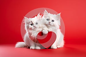 Two white cats with Valentine red heart in front of studio background