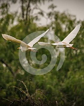 White cattle egrets soaring in the sky over a lush landscape