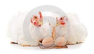 Two white chickens with an egg
