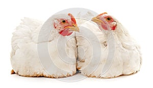 Two white chickens