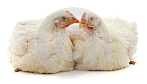 Two white chickens