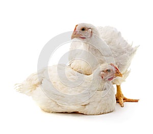 Two white chickens