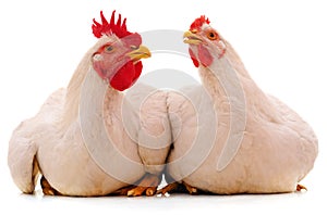 Two white chickens