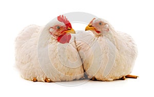 Two white chickens