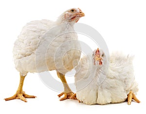Two white chickens